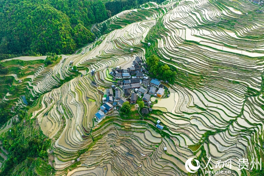 In pics: Spring farming underway in Jiabang terraced fields in SW China's Guizhou