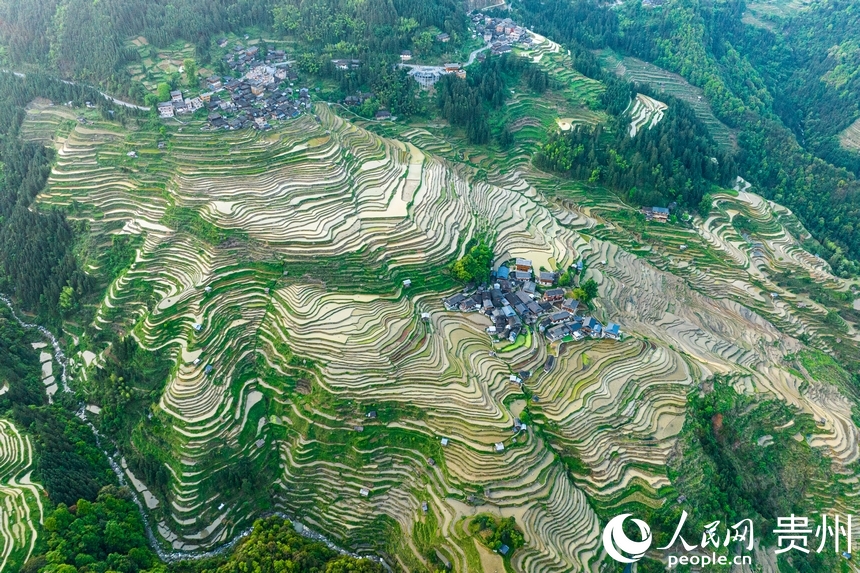 In pics: Spring farming underway in Jiabang terraced fields in SW China's Guizhou