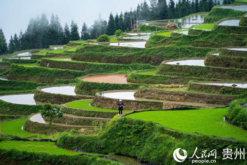 In pics: Spring farming underway in Jiabang terraced fields in SW China's Guizhou