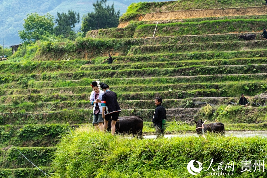 In pics: Spring farming underway in Jiabang terraced fields in SW China's Guizhou