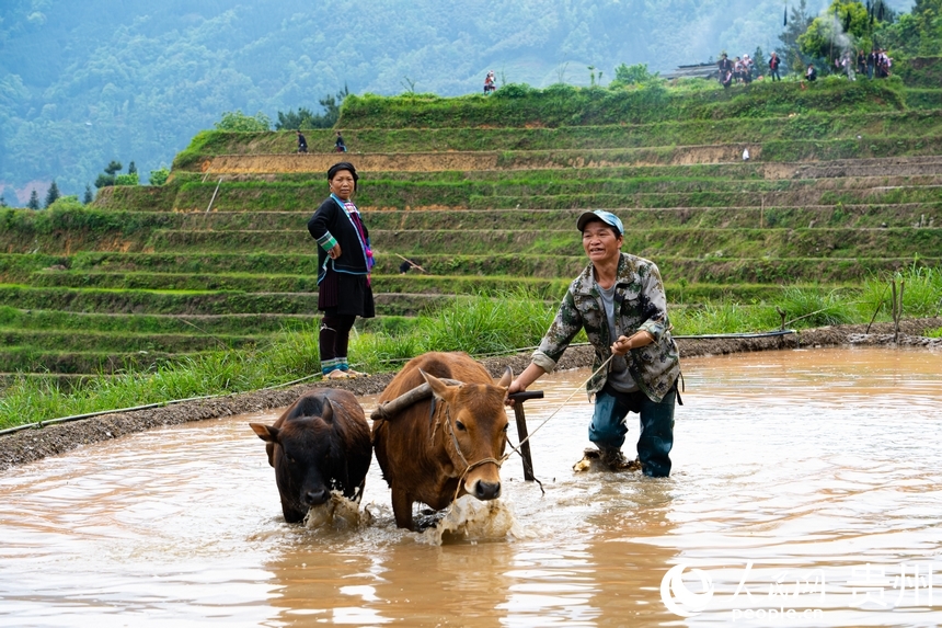 In pics: Spring farming underway in Jiabang terraced fields in SW China's Guizhou