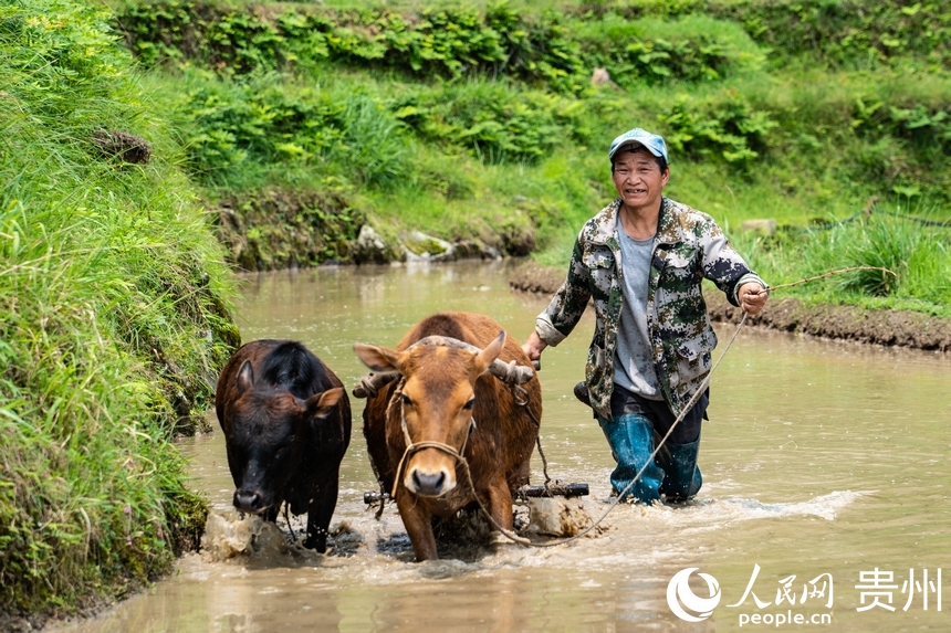 In pics: Spring farming underway in Jiabang terraced fields in SW China's Guizhou