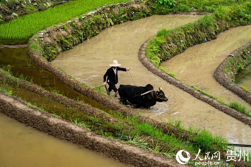 In pics: Spring farming underway in Jiabang terraced fields in SW China's Guizhou