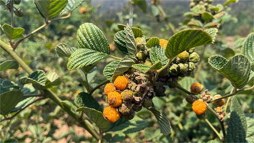 Fruit tree industry brings wealth to rural households in Kunming, SW China's Yunnan