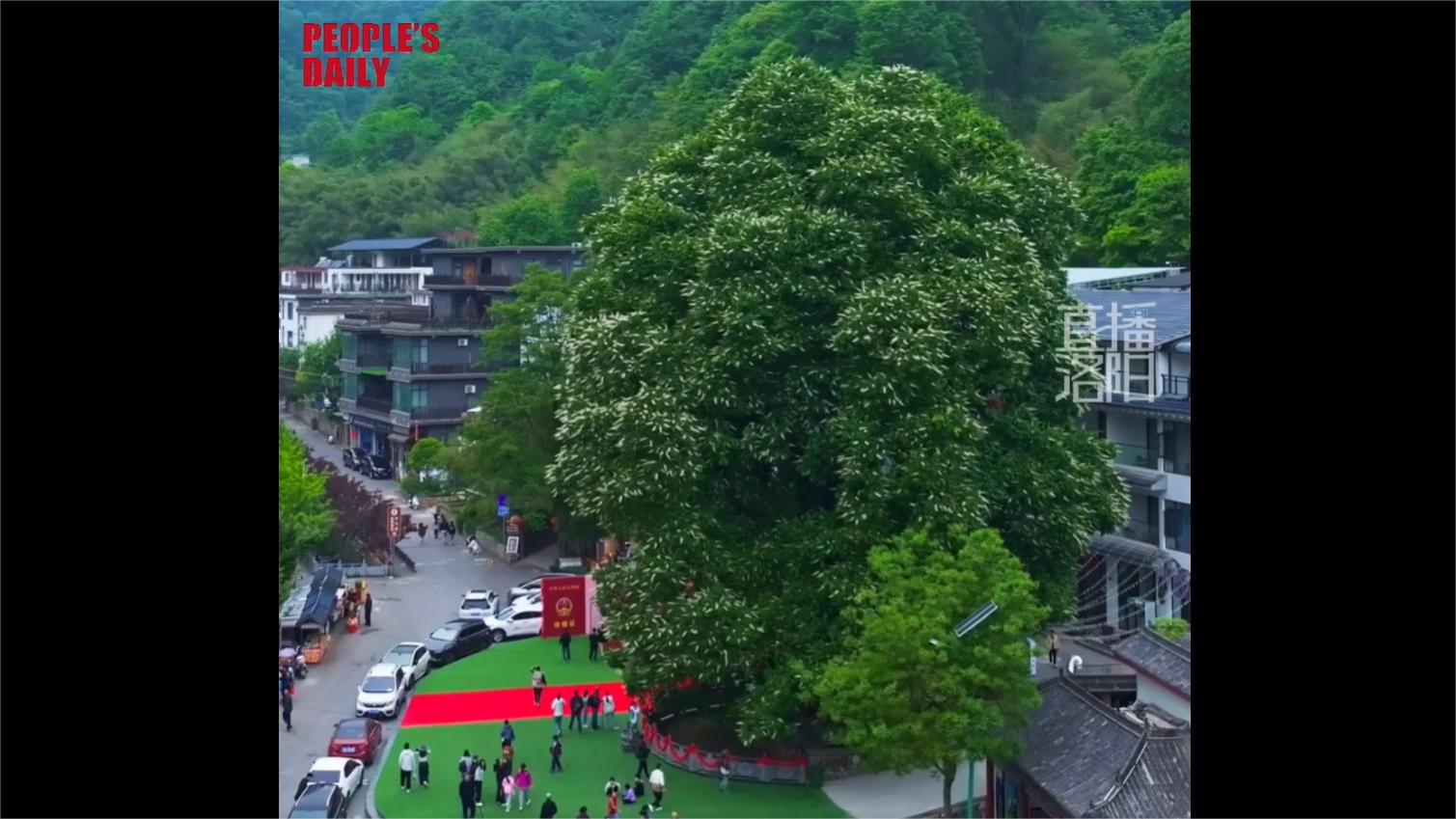 Centuries-old Bodhi tree in full blossom in Central China's Henan