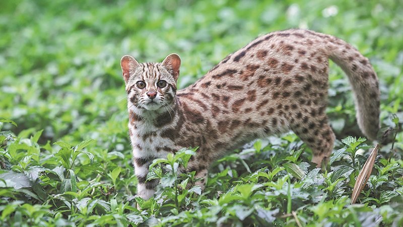 Rescued leopard cat returned to wild habitat