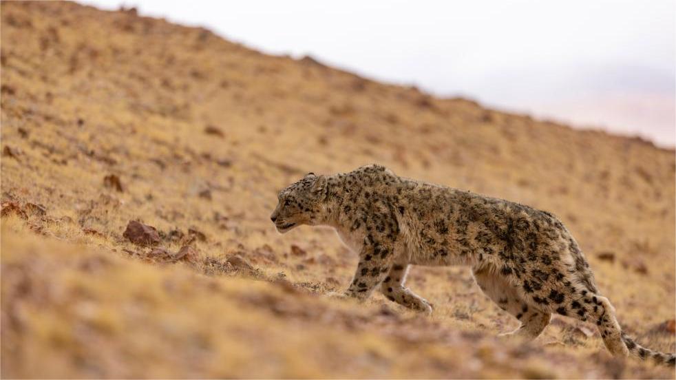 Snow leopard released into wild in Xizang
