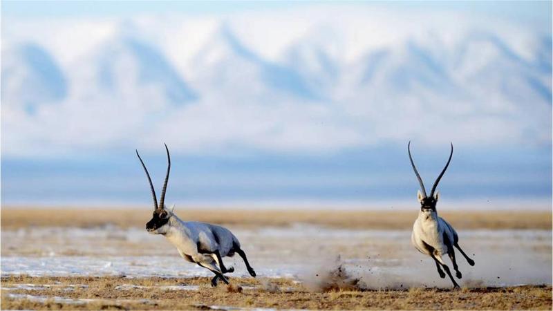 Tibetan antelopes start annual migration in NW China's Qinghai