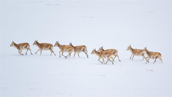 Tibetan antelopes start annual migration to give birth in SW China's Xizang