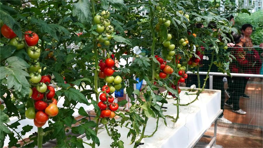 China's innovative farming tech delivers new veggie delights