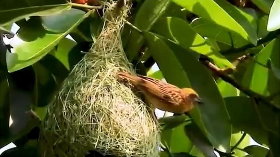 Nature's talented architects: Baya weaver birds
