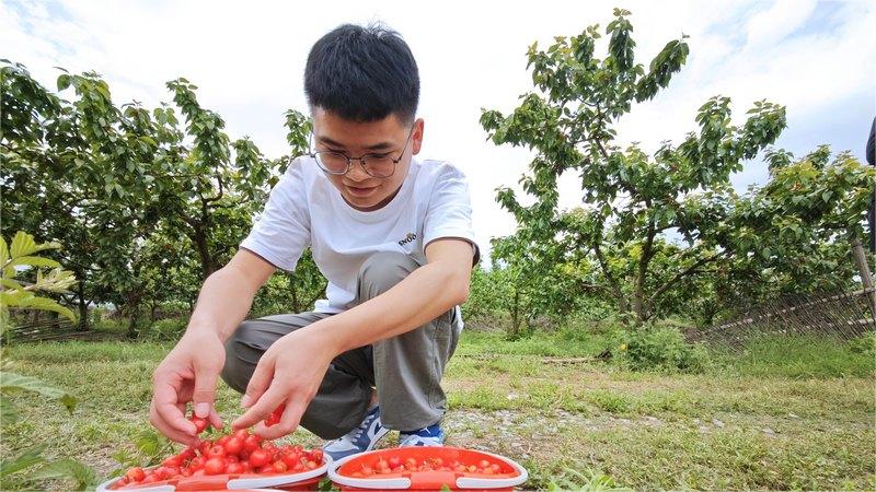 Fruit picking generates wealth for villagers in SW China's Guizhou