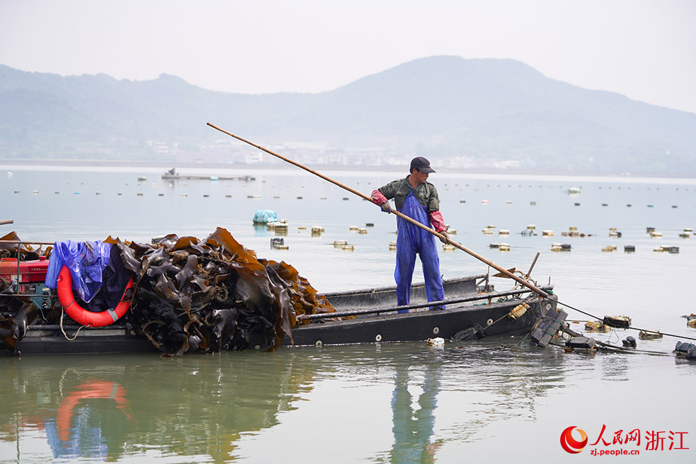 In pics: Farmers harvest kelp in Ningbo, E China's Zhejiang