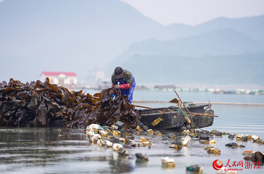 In pics: Farmers harvest kelp in Ningbo, E China's Zhejiang