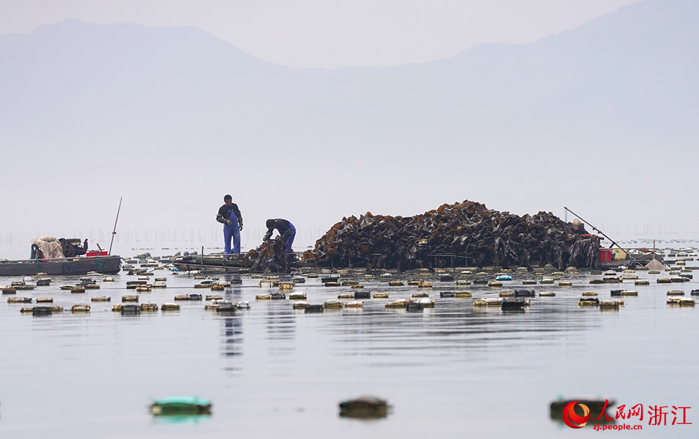 In pics: Farmers harvest kelp in Ningbo, E China's Zhejiang