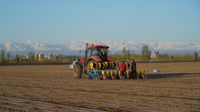 Dedicated farmers power Xinjiang's cotton harvest