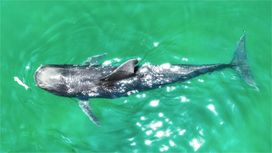 Rescued short-finned pilot whale recovers well in S China's Hainan