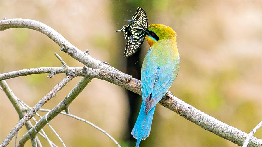 Rare blue-tailed bee-eaters flock to Xiamen for nesting season