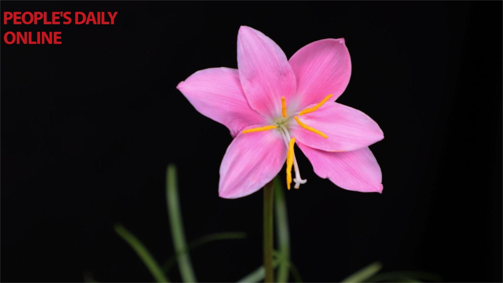 Rain lily flowers bloom in SW China’s Yunnan
