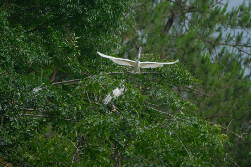 Sound environment attracts rising number of birds to Jianhe, China's Guizhou