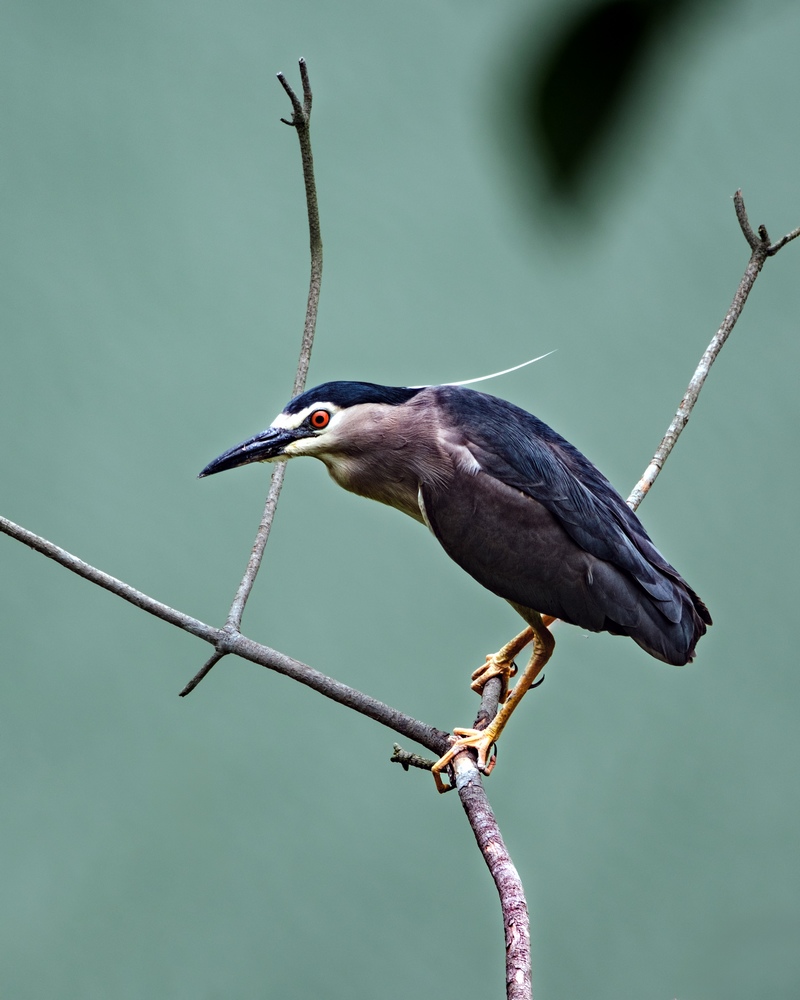 Sound environment attracts rising number of birds to Jianhe, China's Guizhou