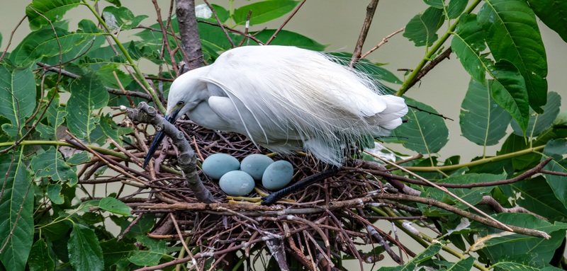 Sound environment attracts rising number of birds to Jianhe, China's Guizhou