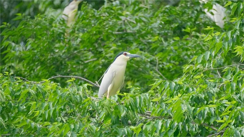 Sound environment attracts rising number of birds to Jianhe, China's Guizhou