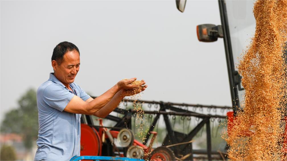 China's Henan gears up for massive wheat harvest