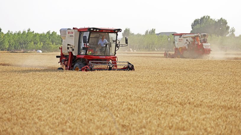 China reaps wheat amid efforts to ensure food security