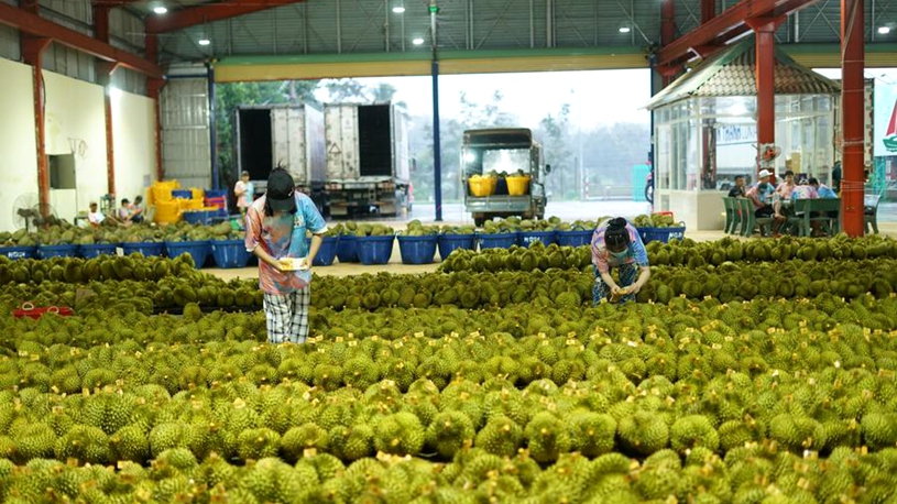 More choices, lower price, Chinese consumers embrace durian harvest season
