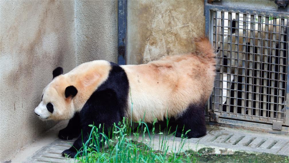 Shenshuping giant panda base helps Fu Bao adapt to new environment in China's Sichuan