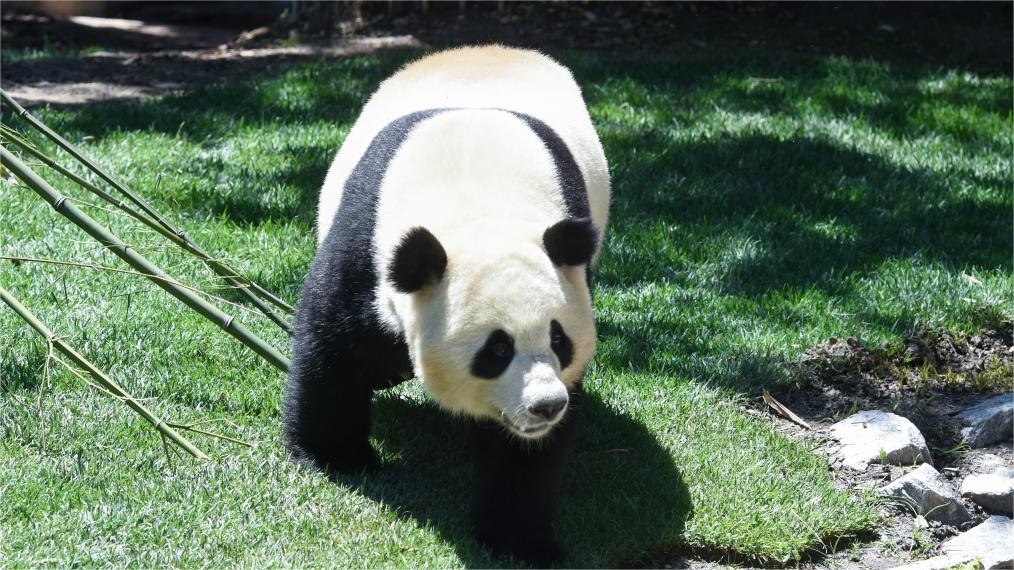 New giant panda couple makes debut in Spain