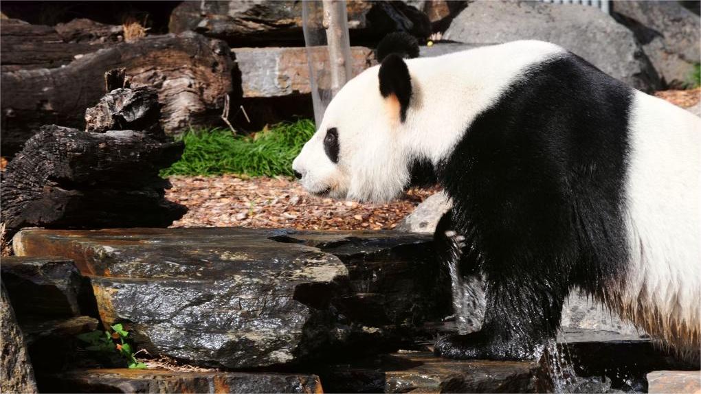 In pics: giant panda Wang Wang and Fu Ni at Adelaide Zoo in Australia