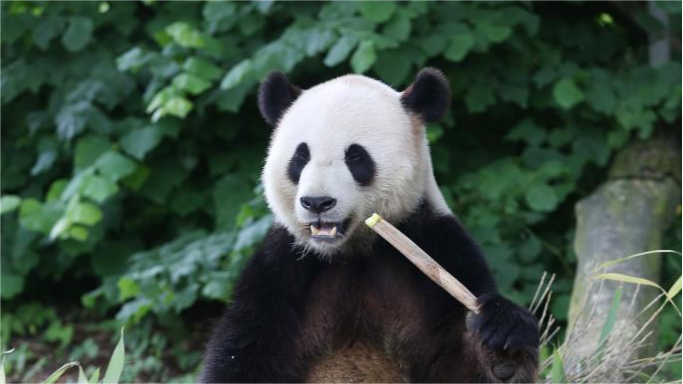Belgian Pairi Daiza Zoo celebrates 8th birthday of giant panda Tian Bao