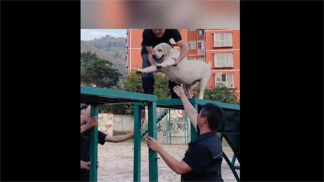 Police dog Yun Tun's scary first time crossing a broken bridge