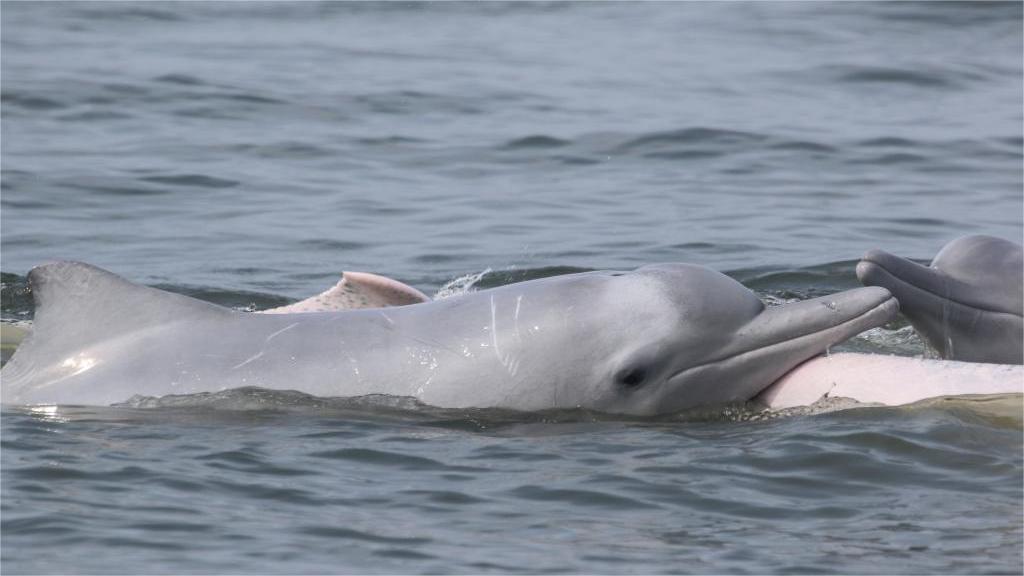 Pic story: deep bond between French scientist and Chinese white dolphins
