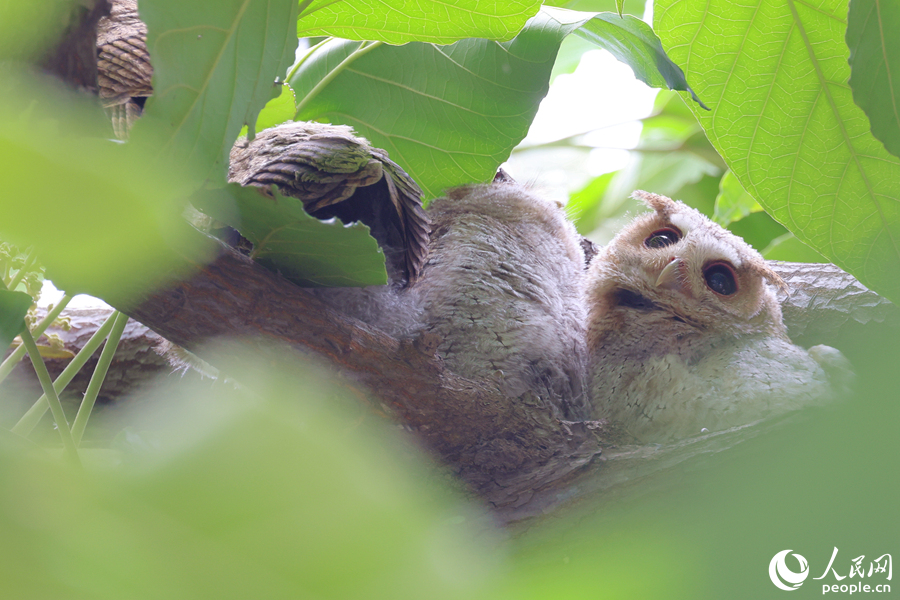 Collared scops owls spotted in Xiamen, SE China's Fujian