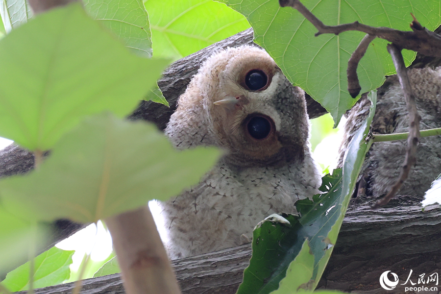 Collared scops owls spotted in Xiamen, SE China's Fujian