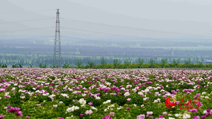 Various kinds of flowers blossom in Ili, NW China's Xinjiang