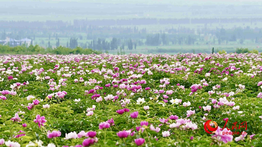 Various kinds of flowers blossom in Ili, NW China's Xinjiang