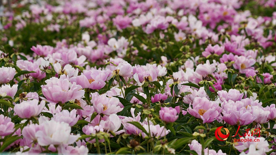 Various kinds of flowers blossom in Ili, NW China's Xinjiang