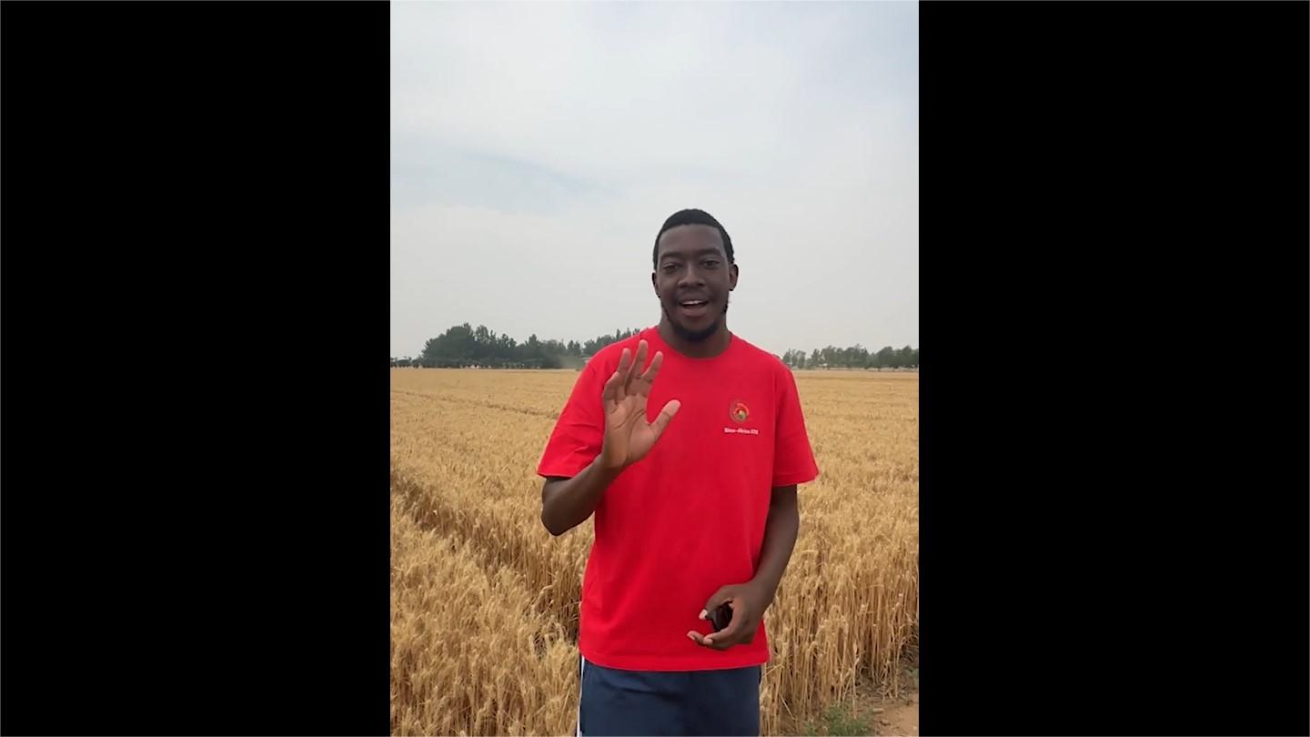 African student helps farmers harvest wheat in North China