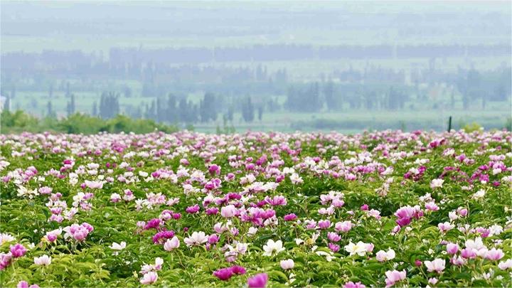 Various kinds of flowers blossom in Ili, NW China's Xinjiang