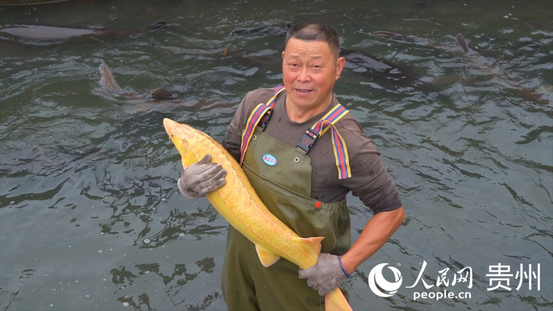 Sturgeons farmed in SW China's Guizhou reach bigger markets