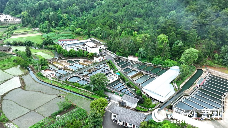 Sturgeons farmed in SW China's Guizhou reach bigger markets