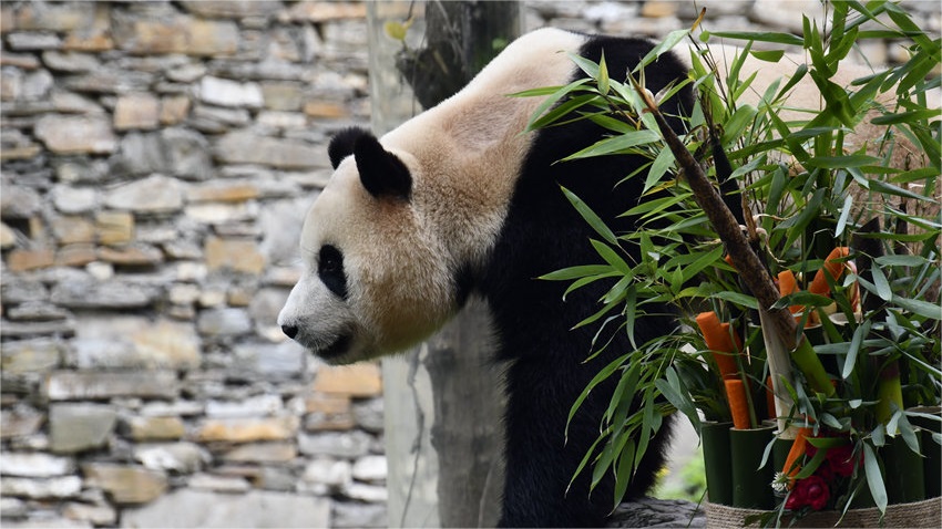 Giant panda Fu Bao meets the public in China