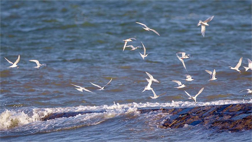 Terns flock to Xiamen as conservation efforts pay off