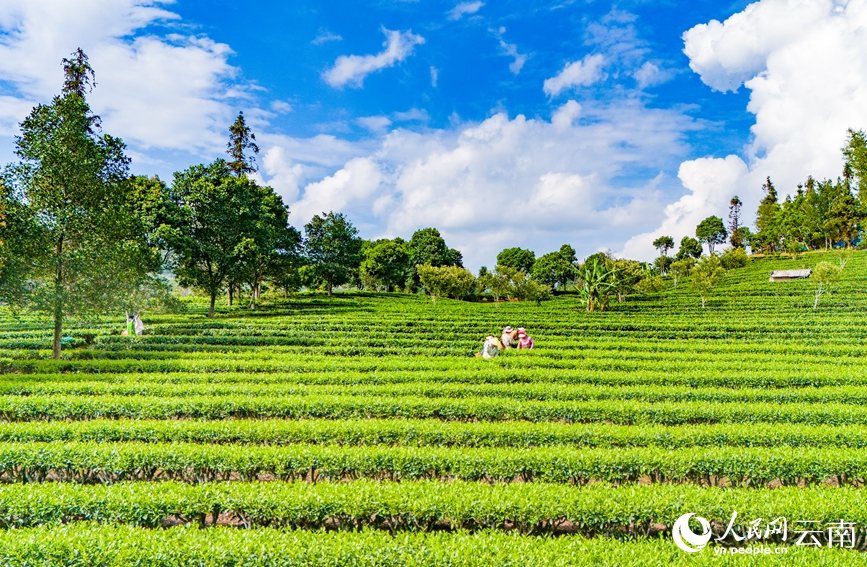 Farmers harvest tea leaves in Menglian county, SW China's Yunnan