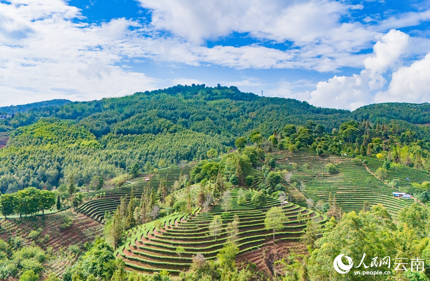 Farmers harvest tea leaves in Menglian county, SW China's Yunnan