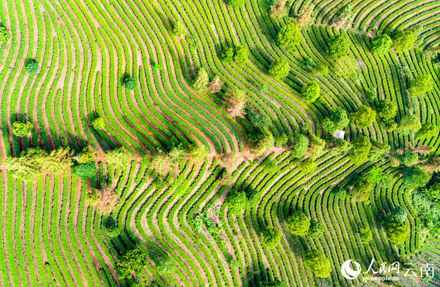 Farmers harvest tea leaves in Menglian county, SW China's Yunnan